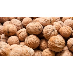 Nueces c/ cáscara 30/32 10kg- $70 x kg