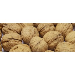 Nuez c/cáscara Chandler 34/36 10kg- $90 x kg
